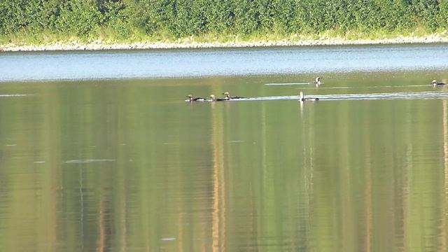 Вальс Граммофон