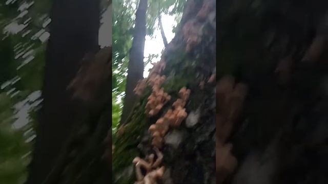 Чуть  палки свои  скандинавские  не оставила в лесопарке)) #SHORTS