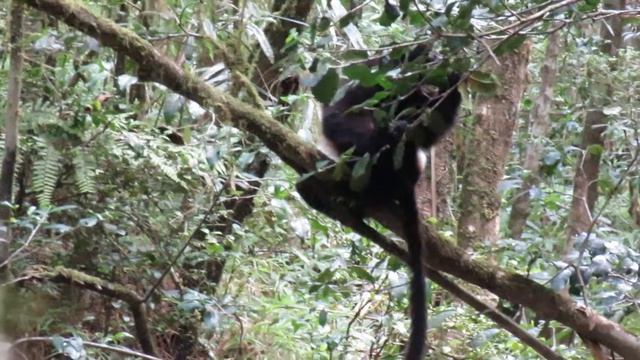 A Sighting of an Indri Feeding, Madagascar