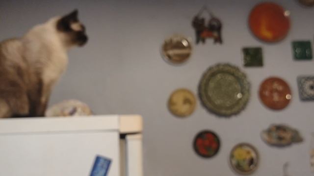 Кошка Варя сидит высоко, а слезть не может, ей мешает Зайка