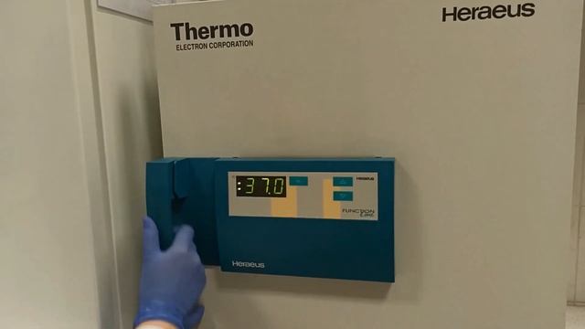 Candida albicans - test filamentacji