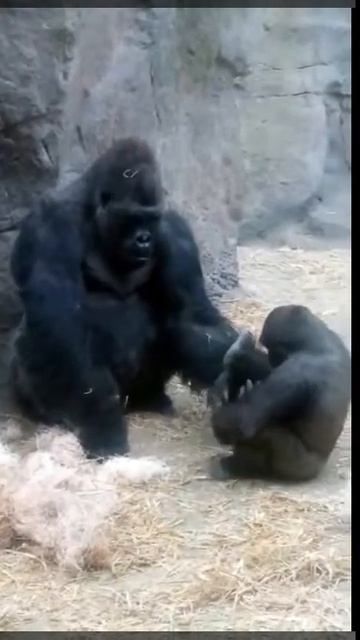 A sweet moment for western lowland gorillas, Okie and Kambiri