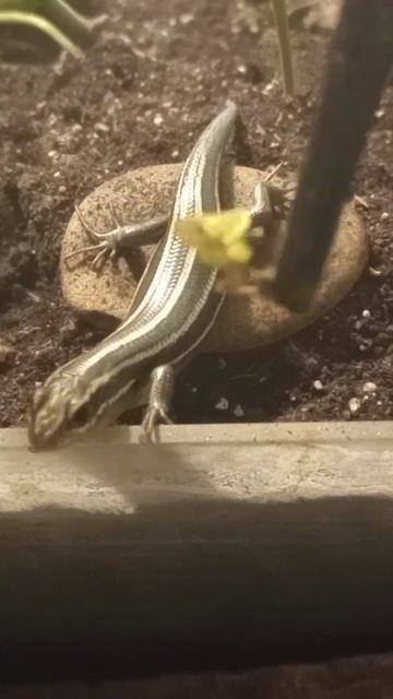 When the Food Accidentally Fell from the Tongs (Short #13) #speedy_the_skink