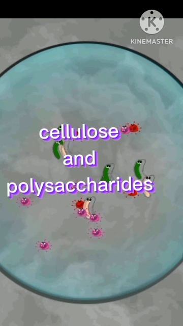 SJ info, composition of Cell Wall of plants, bacteria,fungi and Archea