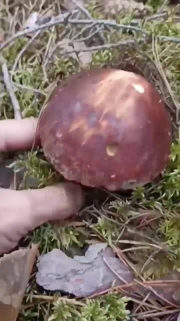 Такие красивые белые грибы! #грибы #mushroom #дарылеса #белые #съедобныегрибы #октябрь