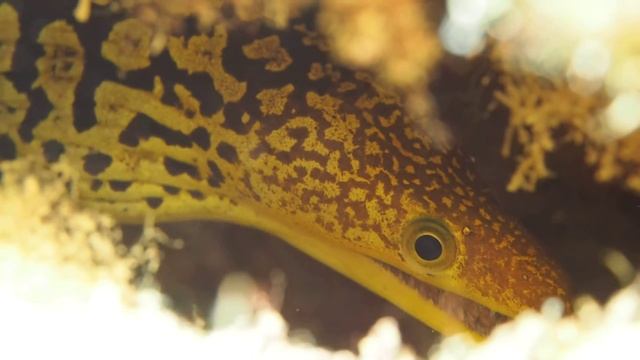 Enchelycore anatina Fangtooth moray eel