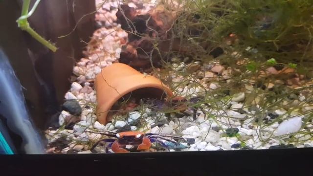 Krab Red Devil