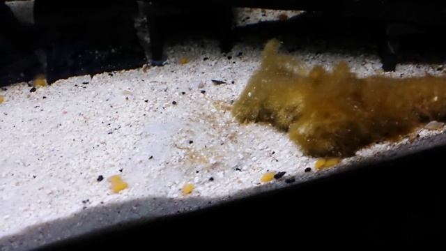 L066 King Tiger Pleco eggs hatching