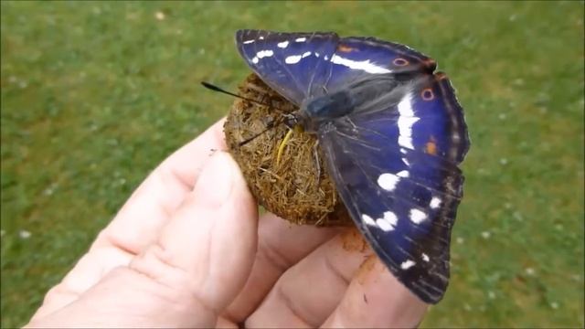 Le déjeuner du Grand mars (Apatura iris), par André Lequet (www.insectes-net.fr)