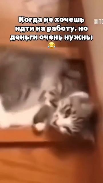 юмор