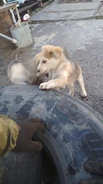 нападение собак