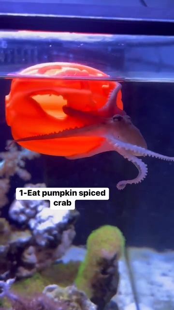 My Octopus Had Pumpkin Crab For Halloween