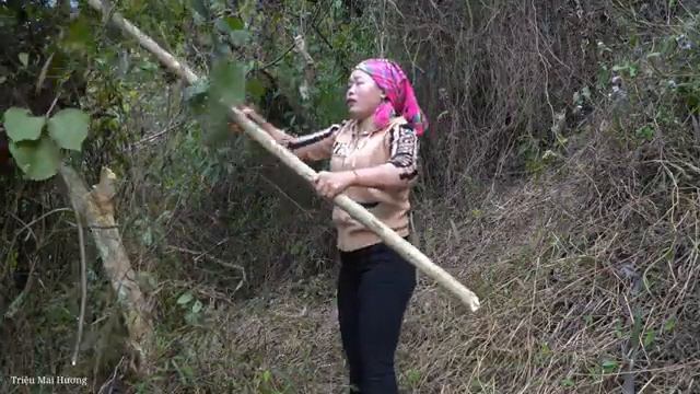 "Harvesting Giant Yam Roots Underground to Sell at Market - Animal care | Trieu Mai Huong