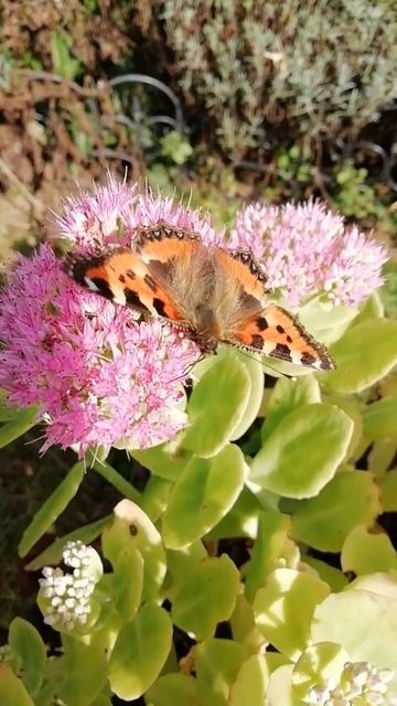 SUMMER NATURE ☀️STUNNING BUTTERFLY ENJOYS LATE SUMMER SUNSHINE 🌞🦋#Shorts