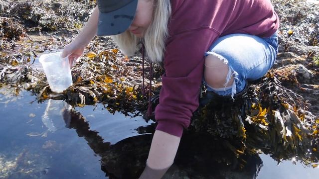 How to be a Rockpooler