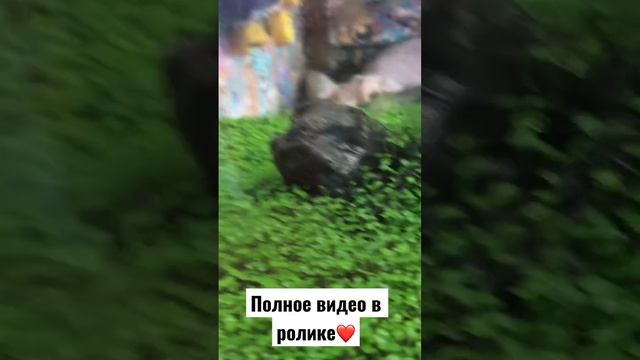 РАЗРУШАЮ МИФ. Зерна с Алли Експрес🔥#aquarium #аквариум #aquascape #акваскейп #креветки #сделайсам