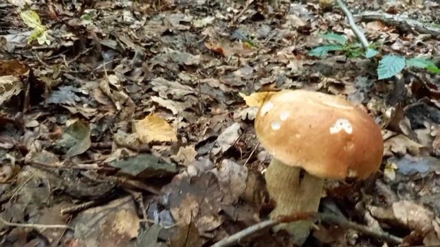 Ще таких пару Місць і КІЛОГРАМІВ 150 точно буде...mushrooms