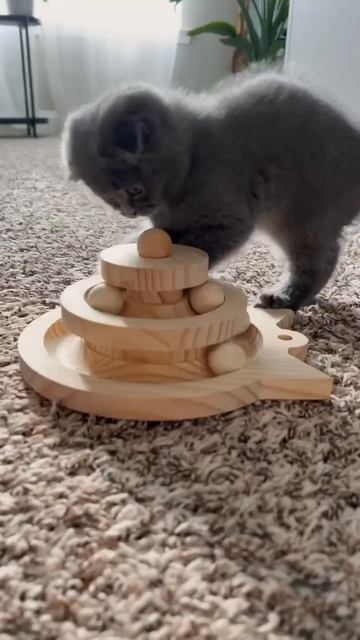 Вислоухий котик Tobby