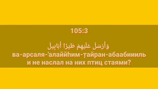 Сура «АЛЬ - ФИЛЬ» для Изучения с Мишари Рашид Аль-Афаси (транскрипция, перевод и арабский)