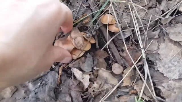 Флора и фауна