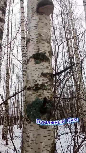 трутовик на дереве