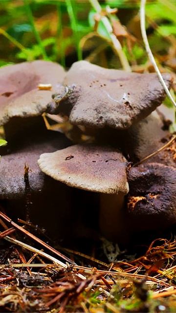 Груздь сосочковый (Lactarius mammosus) short #shorts