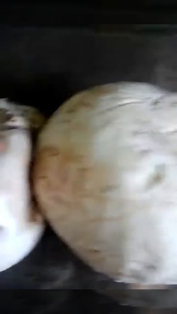 Гриб дощовик