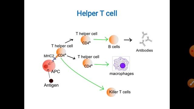 Lymphocytes in Hindi | Types of Lymphocytes | B cells | T cells | NK cells | Immune cell