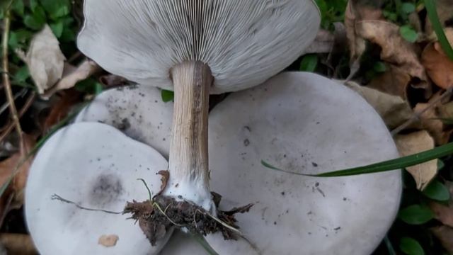 Ciemnobiałka krótkotrzonowa (Melanoleuca brevipes) - 07.10.2020, Nowa Huta, Kraków.