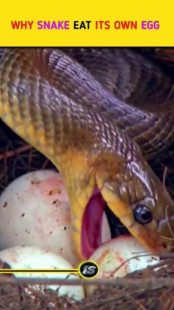 Why Snake 🐍 Eat Their Own Eggs ? || Animals That Eat Their Own Child || #shorts #facts #shortsvideo