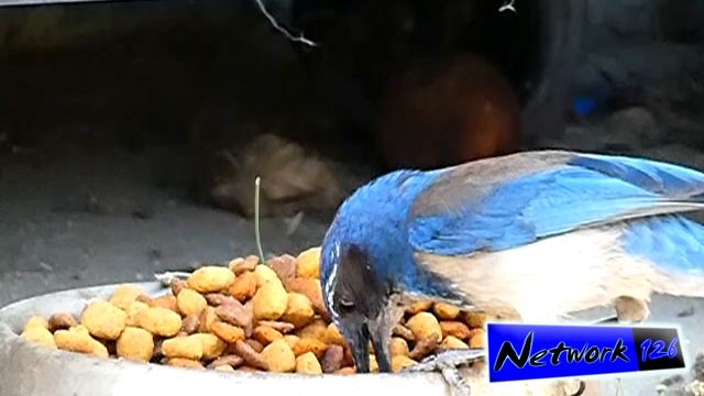 California Scrub-Jay stealing dog food