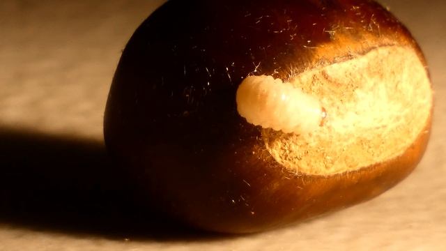 Chestnut weevil larvae emerging from nut