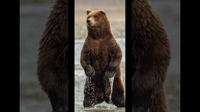 это тоже жители Земли