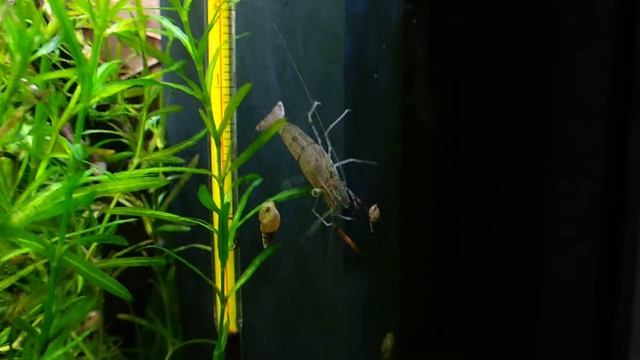 Macrobrachium dayanum - juvenile