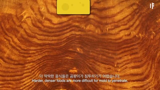 만약에 곰팡이를 먹었다면? | 만약에 What If Korea