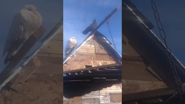 Николаевские голуби