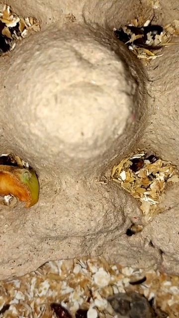 Darkling beetle egg spotted on egg tray