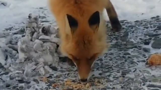 Лисичка сестричка