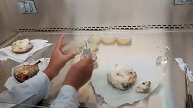 Como hacer el Cultivo de Trichoderma en laboratorio - HUANTA !!!