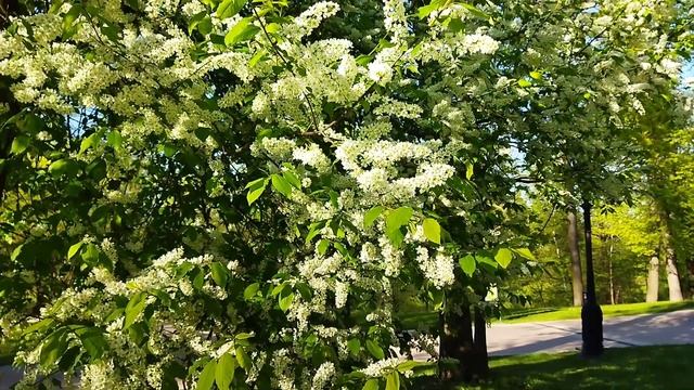 Funny dream mam. May 31.Веселая приснится мама. 31 мая