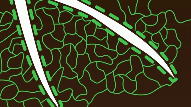 Proteggi le tue colture con il trichoderma