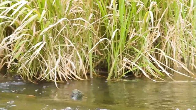 カモ親子0705D【ヒナ置き去りに捕食者】危機一髪もその先に…。アオサギ緊急事態。悲しすぎる再会。餌やりで襲われる子ガモ。カルガモ親子の大混乱　野鳥撮影の観察日記