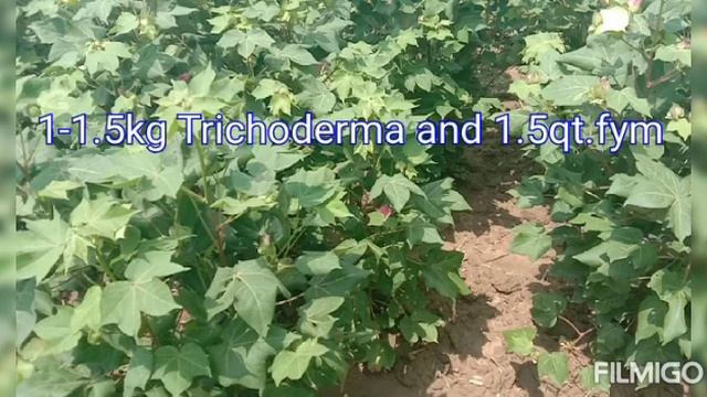 Trichoderma Viride / ट्राइकोडर्मा क्या है||प्रयोग| बनाने की विधि| रोग नियंत्रण| सावधानी|