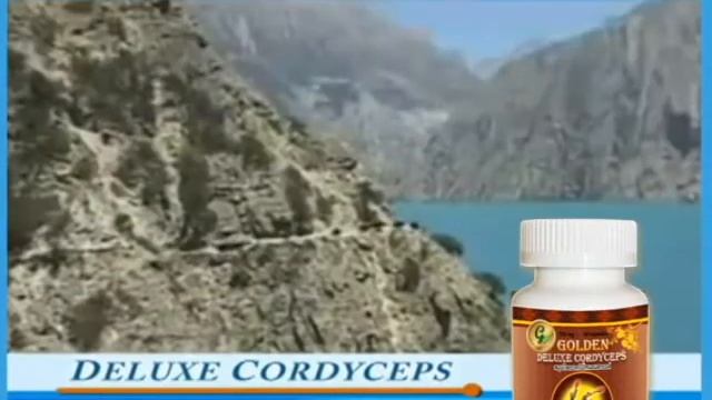 [F.070]  - - Deluxe Cordyceps : ไม้หน่อสวรรค์