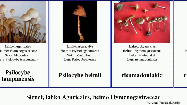 Sienet, lahko Agaricales, heimo Hymenogastraceae fungus Psilocybe simatympönen risumadonlakki 19th