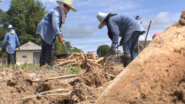 ประเภทงานวิจัยประยุกต์ ระดับชมเชย "การตอบสนองของมันสำปะหลังต่อการจัดการธาตุอาหารในกลุ่มดินร่วนฯ"