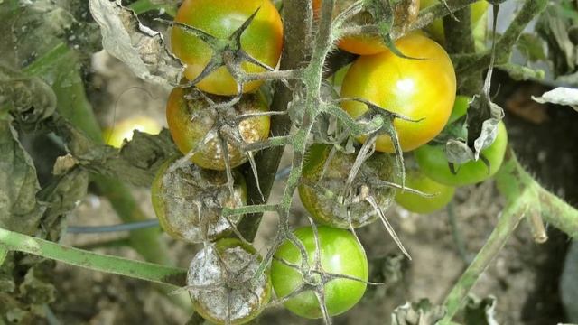 Trichoderma Viride⚡জৈব ছত্রাকনাশক | Eco friendly fungicide for plants