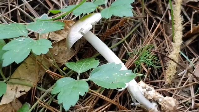7월초에 우산광대버섯이 보여요?? 20/234회