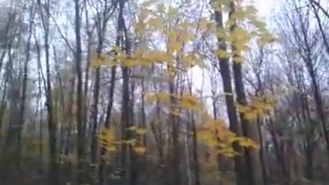короткое видео продолжение с небольшим уловом  опят как говорится/2