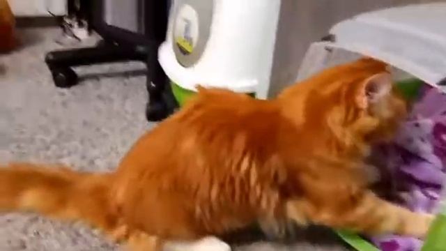 Тотальная комната у кота!))))